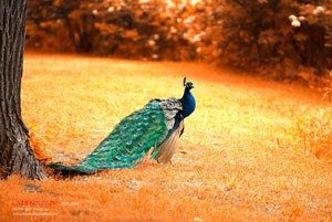 劲爆对决！欧洲国家杯赛雄心勃发